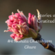 #storiesofgratitude – Akshata  Ghure